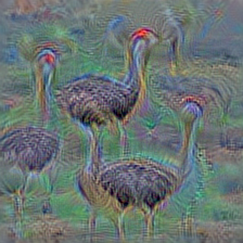 n01518878 ostrich, Struthio camelus